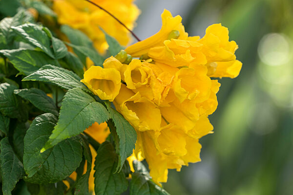 Tecoma Stans shrub flowering in Gran Canaria