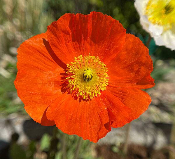 Islaendischer Mohn, Papaver nudicaule