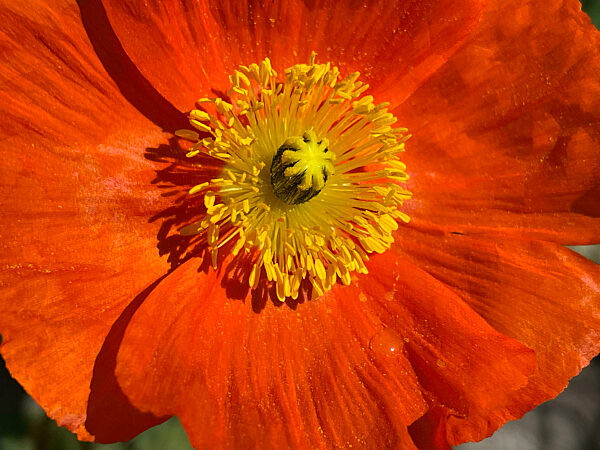 Islaendischer Mohn, Papaver nudicaule
