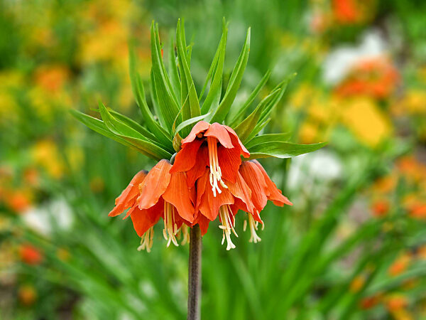 die gärten von schloss trauttmansdorff