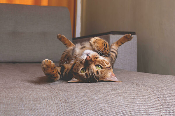 Bengal cat lying on sofa and smiling.