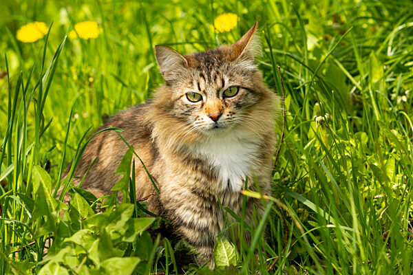 A striped curious cat is looking at the camera