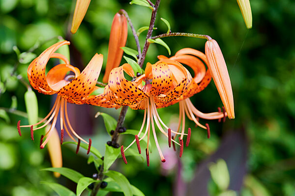 tiger lily in bloom