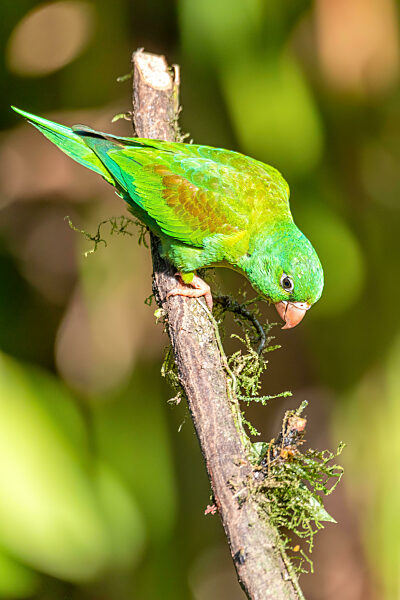Small green parrot Brotogeris jugularis, tirika tovi, Costa Rica.
