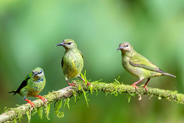 Red-legged honeycreeper female, La Fortuna, Costa Rica