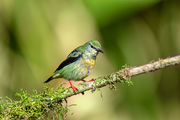 Red-legged honeycreeper female, La Fortuna, Costa Rica