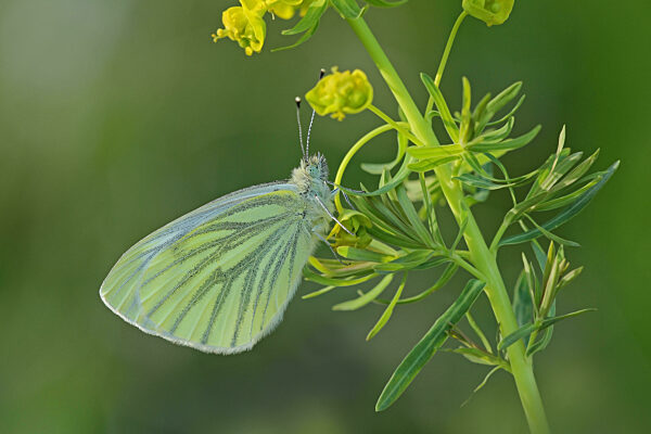 Rapsweissling (Pieris napi)