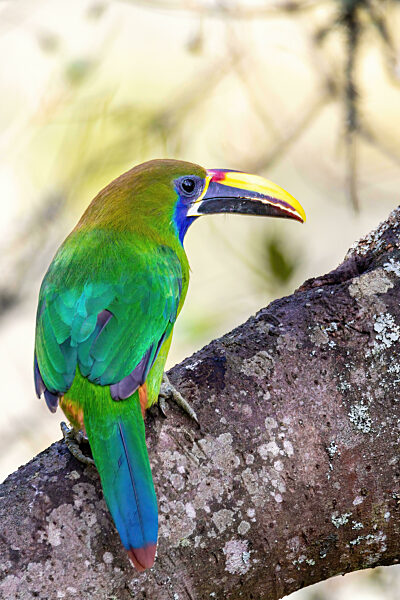 Emerald toucanet (Aulacorhynchus prasinus), San Gerardo, Costa Rica
