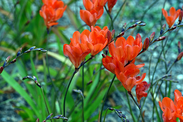 Tritonie, Safranfarbige, Tritonia, crocata