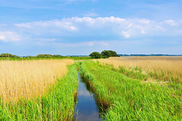 Ummanz Landschaft mit Schilf  -  island Ummanz landscape with reed in Germany