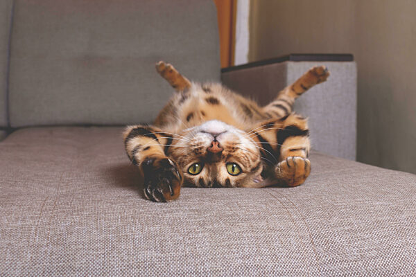 Bengal cat lying on sofa and smiling.