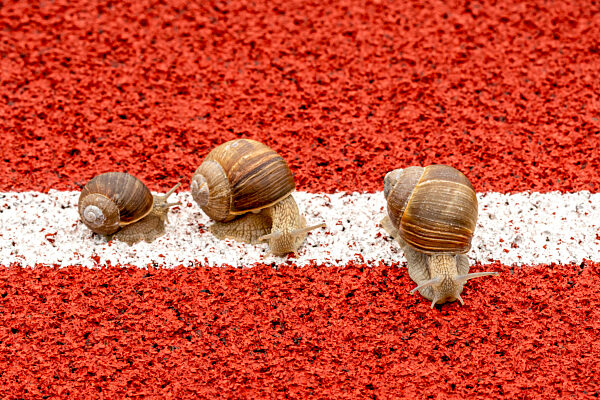 Three garden snails crawl in a row