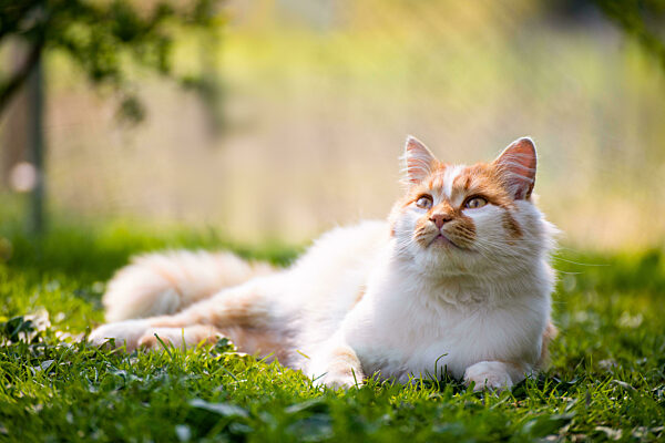 Laying on backyard grass red domestic cat