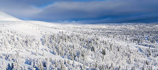 Nordic winter landscape. Panoramic view of the covered with frost trees in the snowdrifts.
