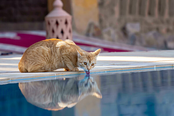 A Small Stray Cat Walks Around In A City In Morocco