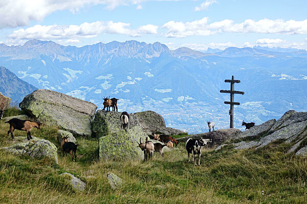 Ziegen auf dem Orenknott