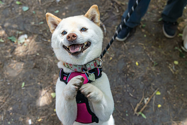 Shiba Inu dog seen from above begging