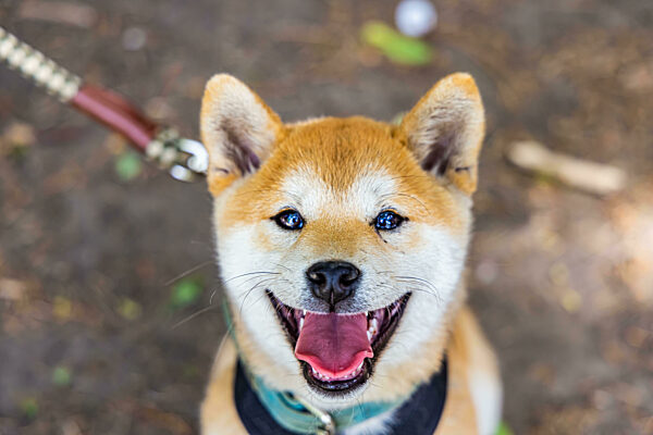 Closeup portrait of a red Shiba Inu dog