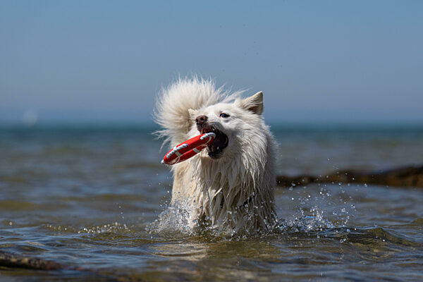 Islandhund, von der FCI anerkannte Hunderasse aus Island