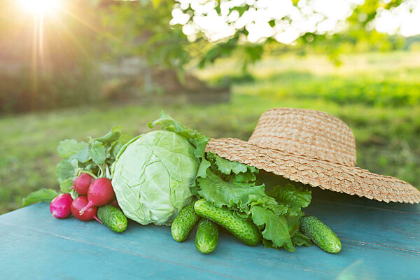 Farmer's summer harvest. A table on which vegetables (cabbage, cucumbers, radishes and lettuce) against the backdrop of nature. The concept of biological, bioproducts, bioecology, self-grown, vegetarians.