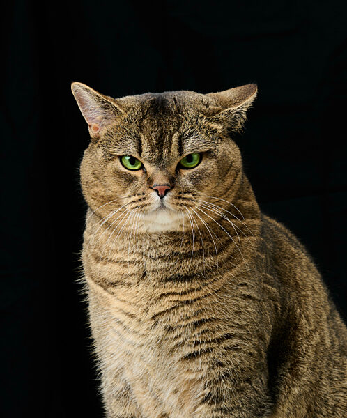 Portrait of an adult gray cat with green eyes on a black background