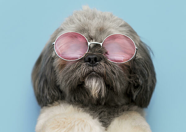 front view funny cute dog concept. High quality beautiful photo concept