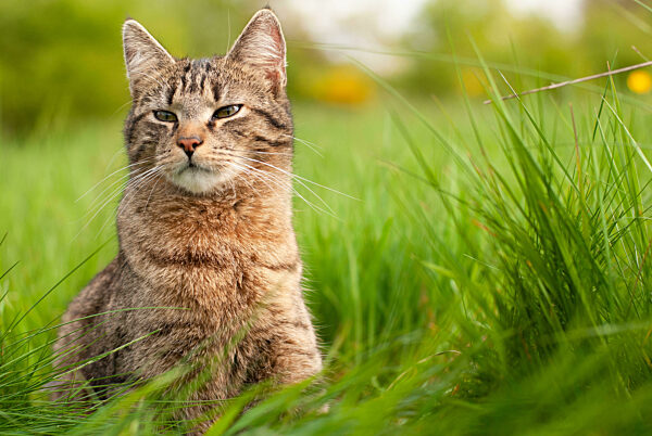 Cat is sitting in a meadow, spring and summer season, domestic animal, portrait