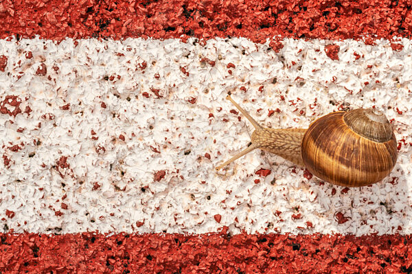 Snail on the athletic track moves along white line