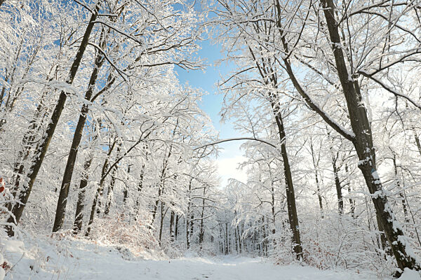 Winter forest