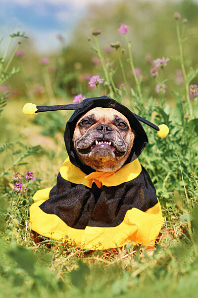 FRanzösische Bulldogge Hund in Bienenkostüm