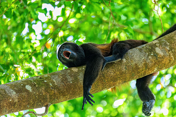Mantled howler, Alouatta palliata, Curu, Costa Rica