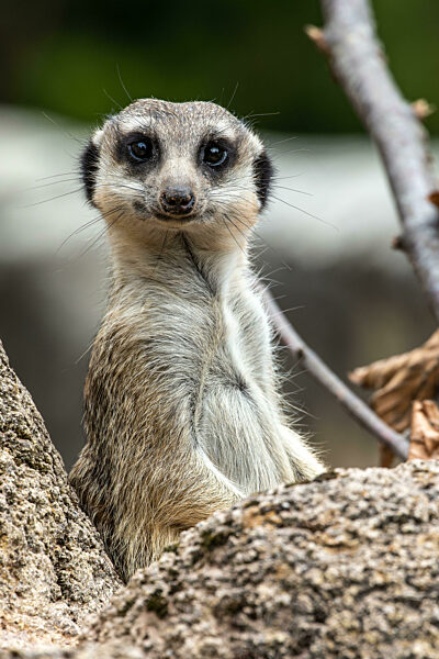 Meerkat, Suricata suricatta sitting on a stone and looking into the distance