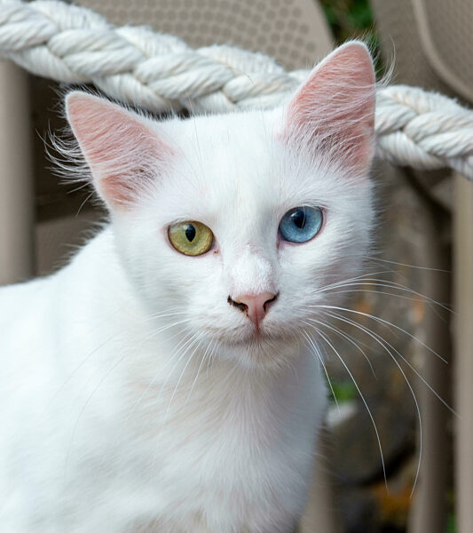 Pure white cat with green and blue eyes. Eyes with two different colors. Heterochromia.
