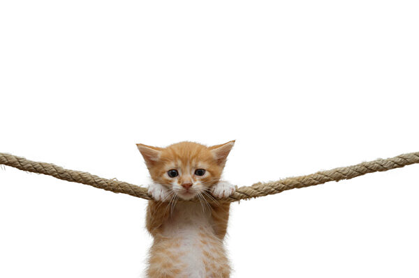 Ginger kitten hung