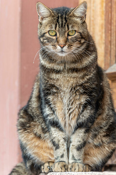 Domestic cat (Felis silvestris catus) sunbathing in morning in front of the house door.