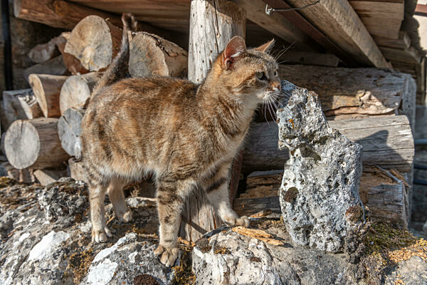 Domestic cat (Felis silvestris catus) sunbathing in morning.