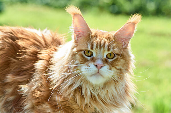 ginger cat looks into the camera close-up, meikun