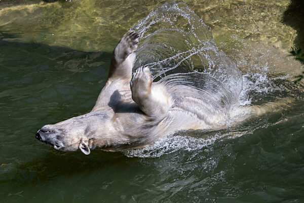 Polar bear bathing and playing in the water pool, Ursus maritimus