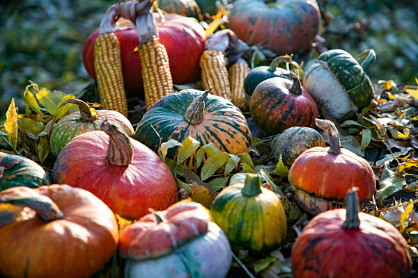 pumpkins in autumn Thanksgiving card