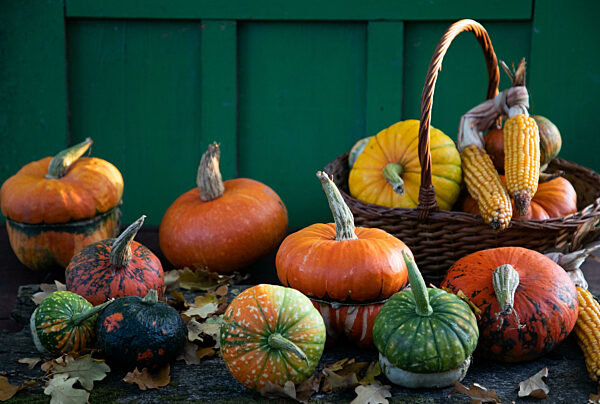 pumpkins in autumn Thanksgiving card