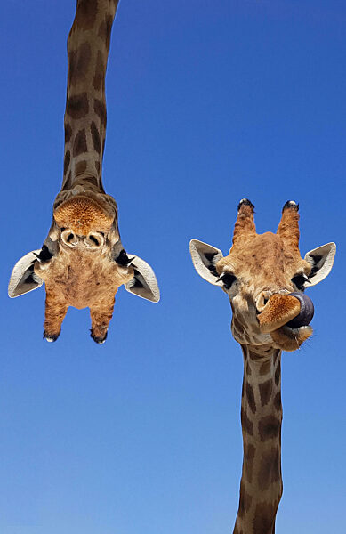 Two giraffes with blue sky as background color. Giraffe, head and face against a blue sky without clouds with copy space. Giraffa camelopardalis. Funny giraffe portrait. Vertical photography.