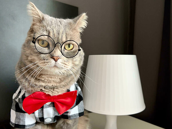 Scottish straight cat with glasses and red tie