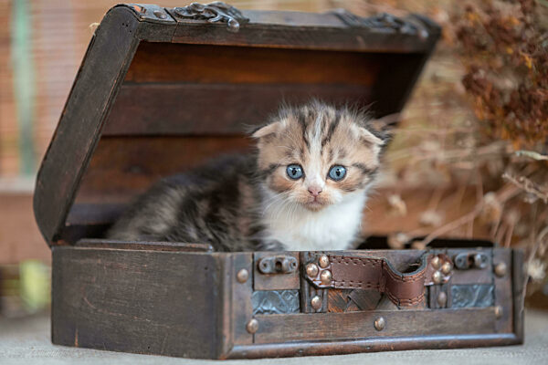 scottish fold tabby kitten on a rustic background