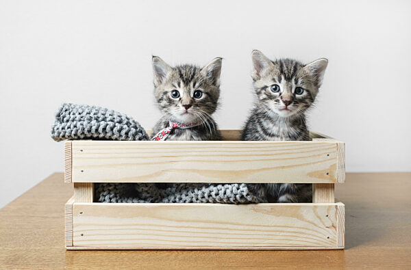 Two cute kittens