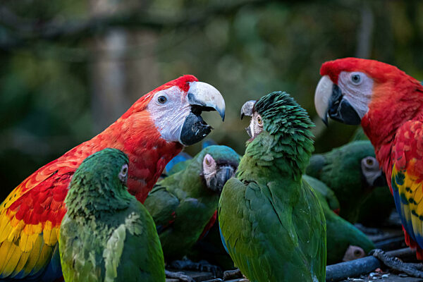 Group of Ara parrots, Red parrot Scarlet Macaw, Ara macao and military macaw (ara militaris)