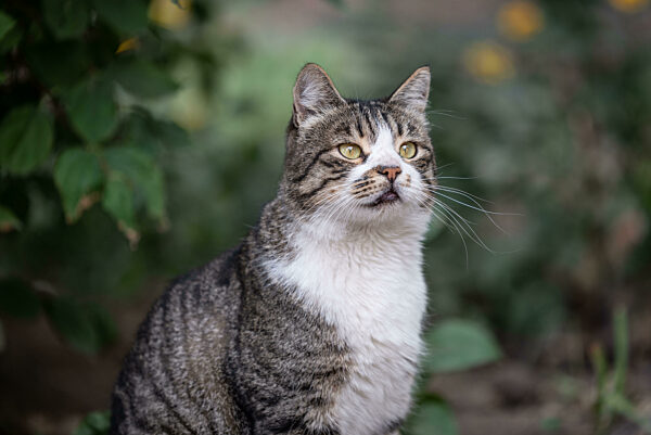 mongrel cat in a green flower bed