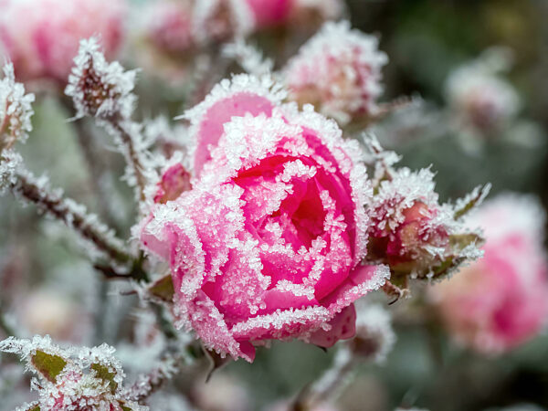Frosted red rose petals