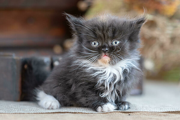 scottish fold kitten on a rustic background