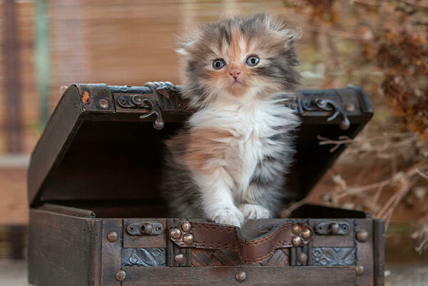 scottish fold tabby kitten inside decorative dower chest on a rustic background