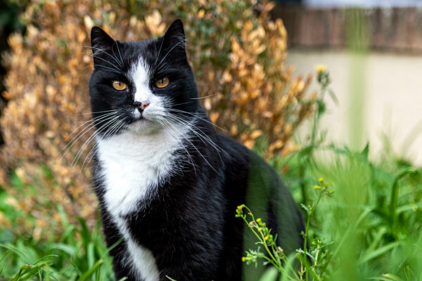 a free cat among nature